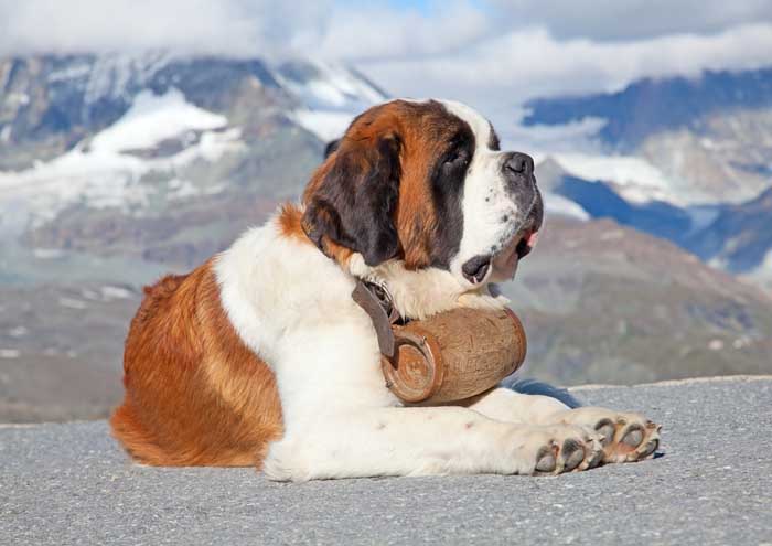 Saint Bernard