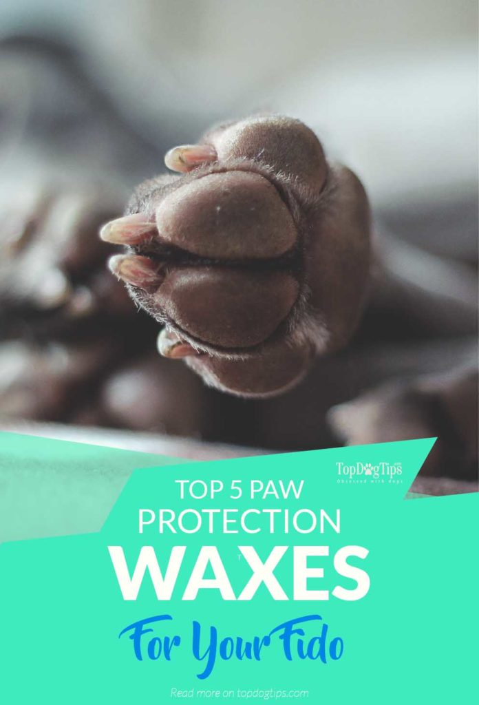 The Best Paw Protection Waxes for Dogs