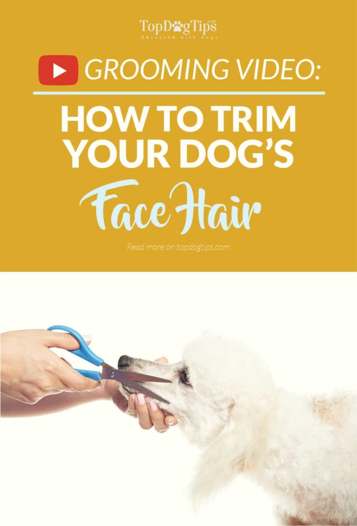 Tips on How To Trim Your Dog Face Hair with Scissors