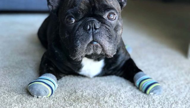 Top 5 Best Socks for Dogs featured image