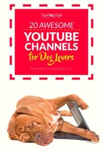 Top Best YouTube Channels for Dog Lovers