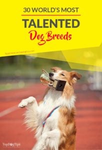 Top Most Talented Dogs