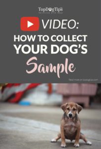 Video on How To Collect A Urine Sample From A Dog