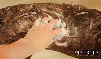 Wash the dog before using cordless pet clippers