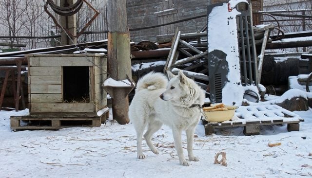 Watch a Dog Chained Up for 15 Years Finally Set Free for the First Time