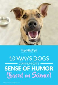 Ways Dogs Communicate Their Sense of Humor According to Science