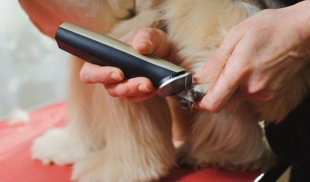 best cordless pet clippers for dogs