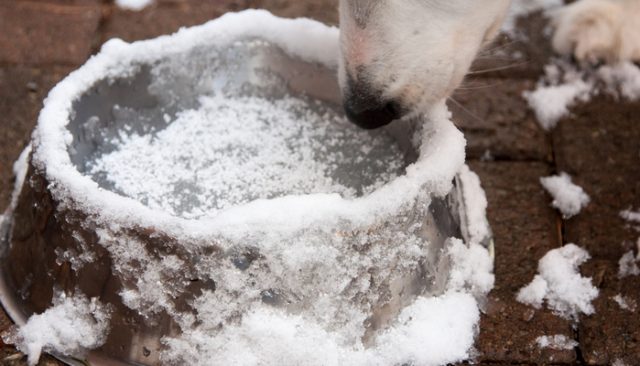 best heated water bowl for dogs