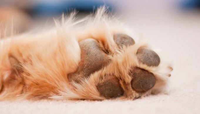 best paw protection wax for dogs