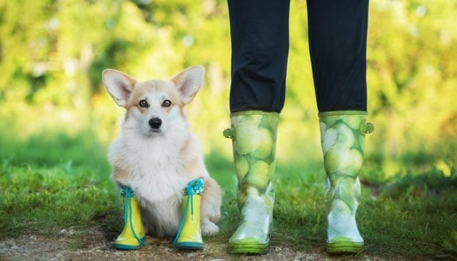 best waterproof dog boots