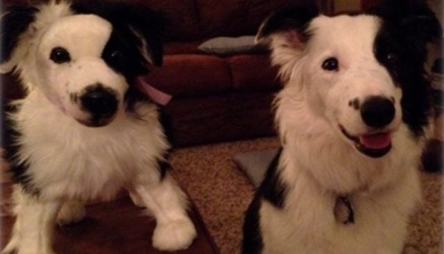 Wish Your Dog Could Have a Twin? Cuddle Clone Can Make That Happen!