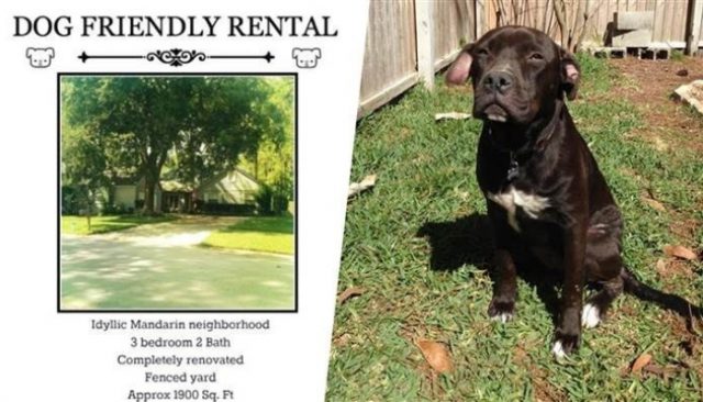 Awesome Florida Landlord Only Accepts Tenants with Large Dogs