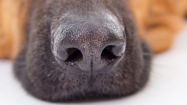 Why Do Dogs Smell Your Crotch?