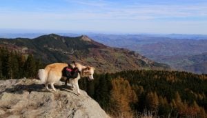 tips and tricks for hiking with your dog