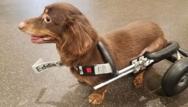 Dachshund Thrown Away In Trashbag with Broken Spine Gets Mini-Wheelchair