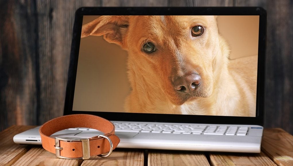 15 Most Influential Pets On the Internet