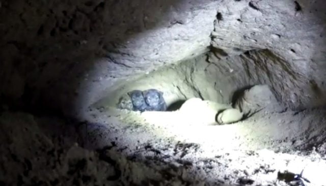 Watch as Brave Rescuers Save 9 Puppies from Tiny Cave!