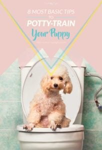 Basic Tips for Potty Training a Puppy