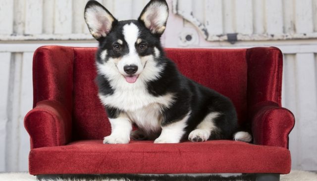 Best Dog Sofas and Chairs