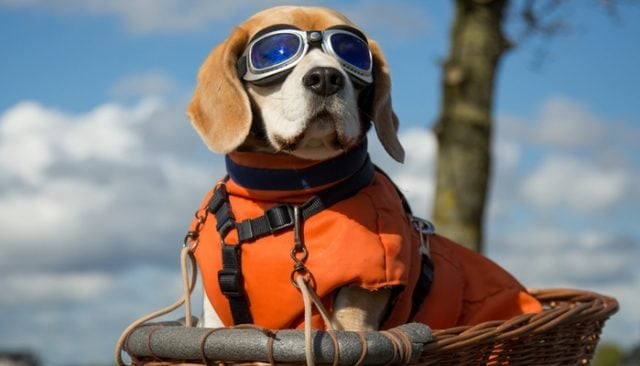 Best Dog Sunglasses