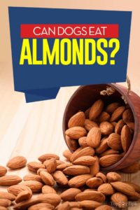 Can Dogs Eat Almonds