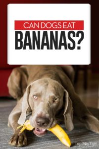 Can Dogs Eat Bananas