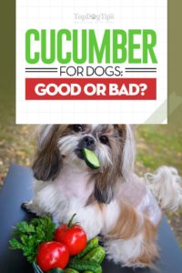 Can Dogs Eat Cucumbers