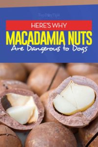 Can Dogs Eat Macadamia Nuts