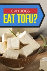 Can Dogs Eat Tofu