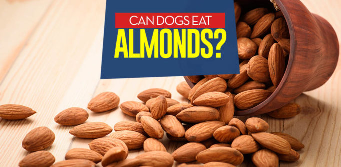 Can I give my dog almonds