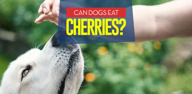 Can I give my dog cherries