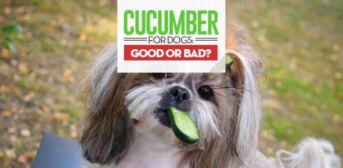 Can I give my dog cucumbers