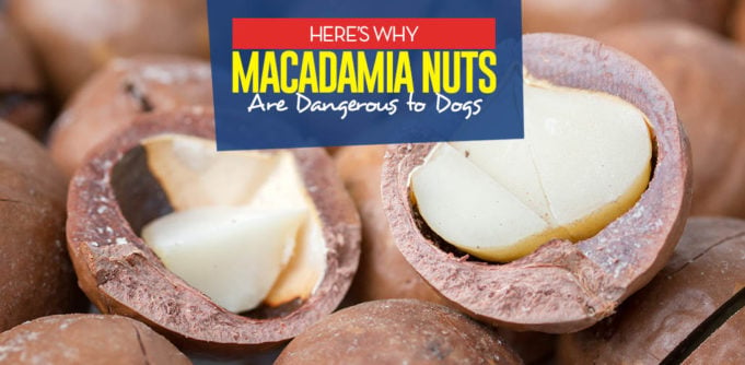 Can I give my dog macadamia nuts