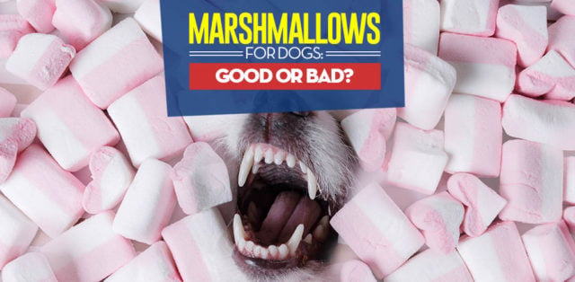 Can I give my dog marshmallows