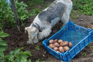 Can I give my dog potatoes from the garden?