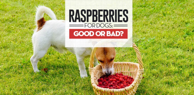 Can I give my dog raspberries