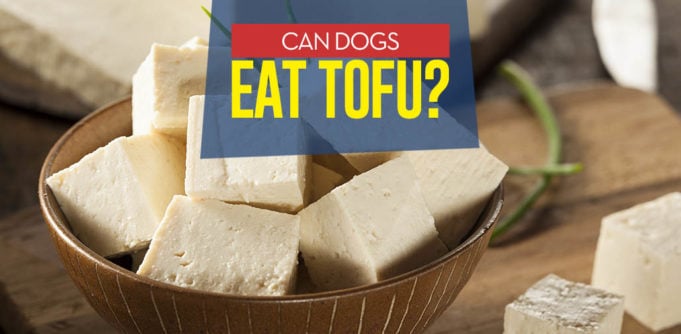 Can I give my dog tofu