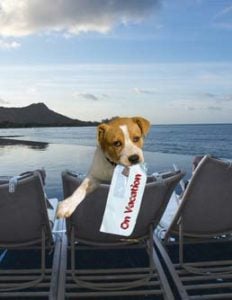 Dog friendly hotels restaurants and other places