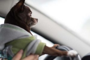 Dogs are prone to motion sickness