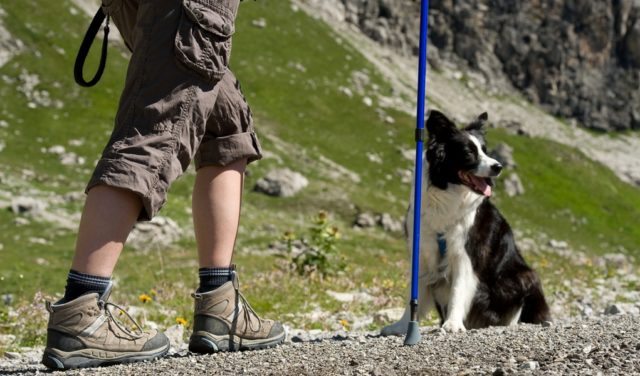 How To Prepare To Go Hiking with Dogs