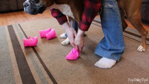 How To Put Boots On A Dog