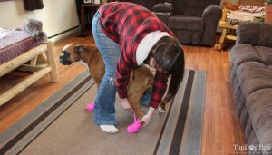 How To Put Boots On A Dog