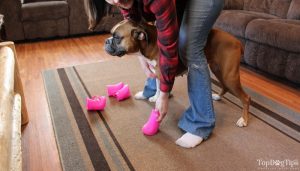 Putting Booties on a Dog's FRONT Legs