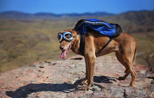 How to fit a dog backpack