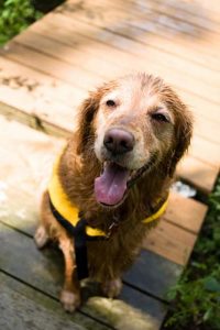 How to pick the best life jackets for dogs