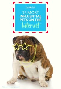 Most Influential Pets On the Internet