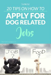 Quick Tips On How to Apply for Dog Related Jobs