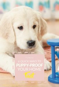 Quick Tips for Puppy-Proofing Your Home