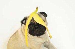 Safety precautions of bananas for dogs