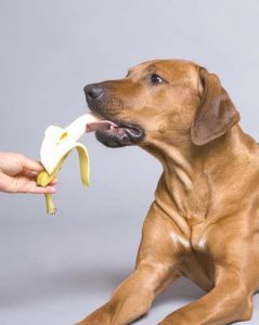 Side effects of bananas for dogs